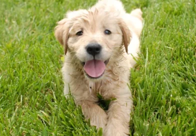 Inscrições para o Castrapet Paraná seguem até às 16h desta quarta-feira (22)