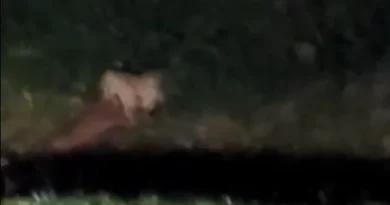 Onça-pintada é flagrada caçando veado no Parque do Iguaçu