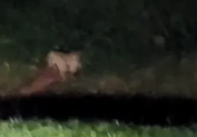 Onça-pintada é flagrada caçando veado no Parque do Iguaçu