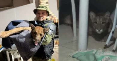 Onça-parda é encontrada dentro de casa e mobiliza Bombeiros