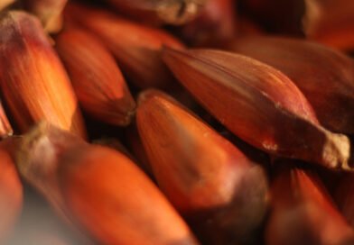 Paraná altera início da colheita do pinhão