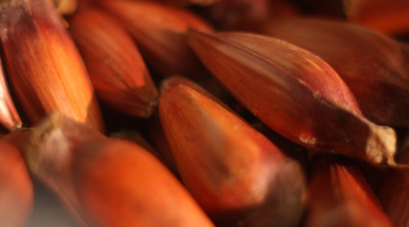 Paraná altera início da colheita do pinhão