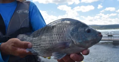 Estado brasileiro proíbe venda de tilápia estrangeira após alerta de vírus mortal