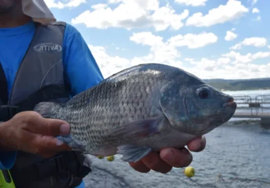 Estado brasileiro proíbe venda de tilápia estrangeira após alerta de vírus mortal