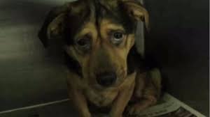 Polícia Civil prende homem por maus-tratos a animais em Francisco Beltrão