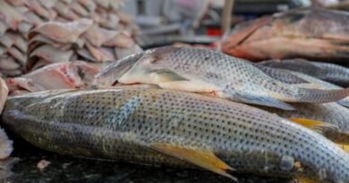 Vigilância Sanitária orienta sobre compra de pescado na Semana Santa