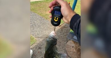 Após 2,5 toneladas retiradas sem cobrar por quilo, pesqueiro de SC quer remover mais tilápia