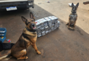 Cães farejadores da Polícia Civil de Pato Branco realizam apreensão multimilionária de cocaína