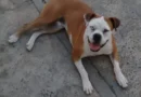 Golpista usa IA para criar foto de cachorra perdida e tira R$ 600 de família que procurava pelo animal