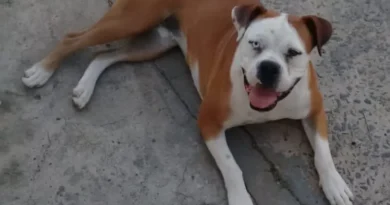 Golpista usa IA para criar foto de cachorra perdida e tira R$ 600 de família que procurava pelo animal