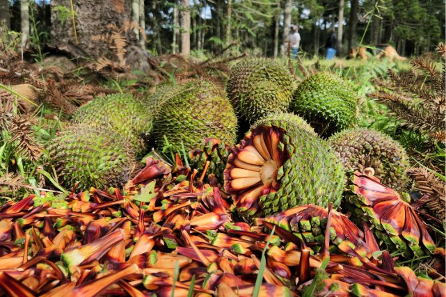 Pinhão: temporada começa nesta quarta-feira (14) em todo o Paraná