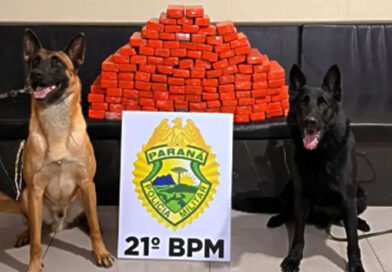 ROTAM apreende mais de 77 quilos de maconha em transportadora