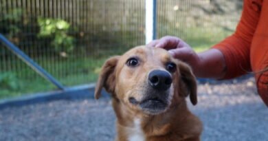 Centro de Zoonoses tem 23 cães disponíveis para adoção