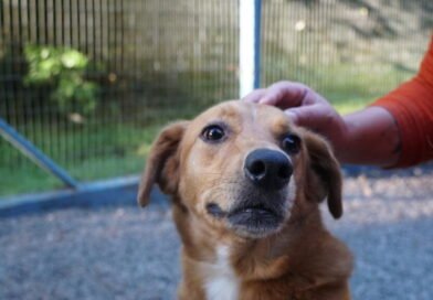 Centro de Zoonoses tem 23 cães disponíveis para adoção