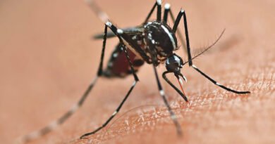 Paraná mantém alerta contra dengue mesmo com queda de casos