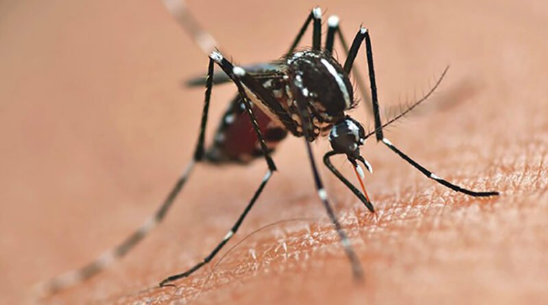 Paraná mantém alerta contra dengue mesmo com queda de casos