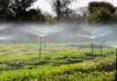 Frio e geadas exigem atenção no plantio de mudas