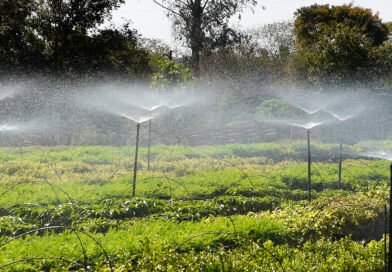Frio e geadas exigem atenção no plantio de mudas