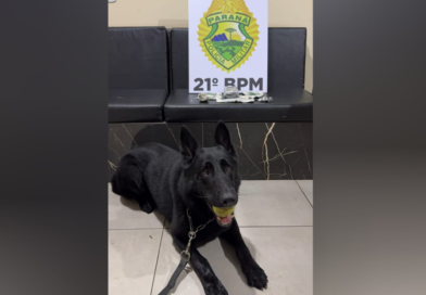 Cão de faro da ROTAM localiza droga em ônibus que iria para Curitiba