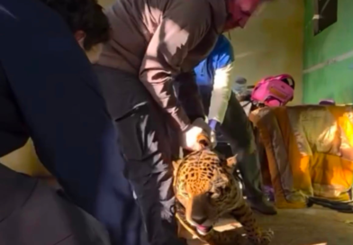 Onça é encontrada embaixo de varal de roupas em casa de Foz do Iguaçu