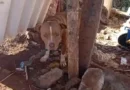 Pitbull é recolhido após denúncias de ataques e risco à população em Francisco Beltrão