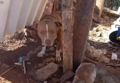 Pitbull é recolhido após denúncias de ataques e risco à população em Francisco Beltrão