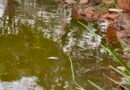Morte de peixes no Parque Alvorada alerta para os riscos da alimentação inadequada