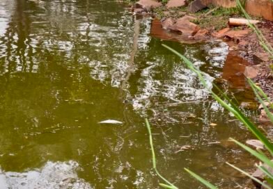 Morte de peixes no Parque Alvorada alerta para os riscos da alimentação inadequada