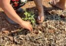 Horta Comunitária reúne moradores em oficina no bairro Terra Nossa