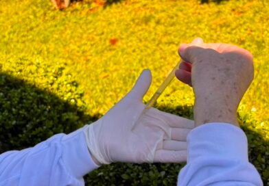 Dengue: Dia Mundial de Combate ao Mosquito reforça importância da prevenção 