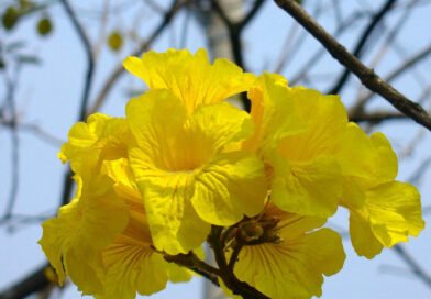 Primavera começa com previsão de calor acima da média e chuvas irregulares