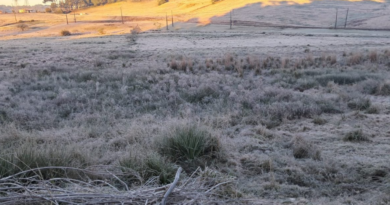 Palmas registra geada em plena primavera após temperatura chegar a 0,6°C