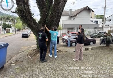 Prefeitura de Francisco Beltrão inicia avaliação técnica de árvores de grande porte
